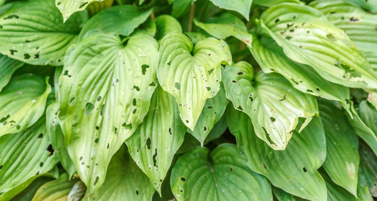 a hosta plant with holes in most of the leaves caused by slugs feeding on the foliage